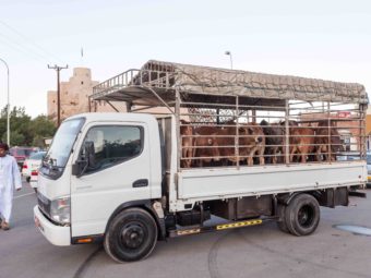 Oman: MoAF announces Omanization of agricultural transport drivers