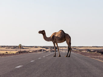 Leaving livestock animals to roam in Oman will now get you fined