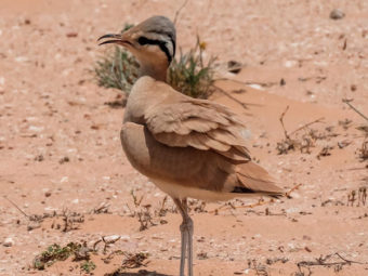 Two years after its disappearance, rare bird returns to Al Wusta Wildlife Reserve