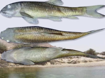 New species of freshwater fish revealed in Oman