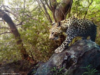 Oman: Rare Arabian leopard spotted in Dhofar