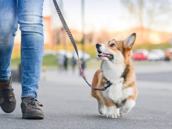 Dogs must be walked twice a day under new German rule