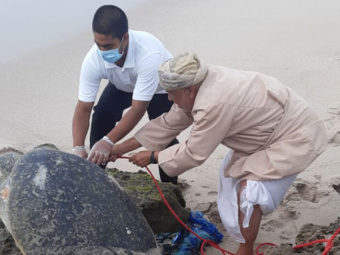 Oman: Trapped sea turtle rescued at Ras Al Jinz
