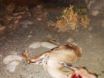 Deer hunters in Oman receive six-month jail term