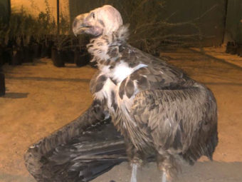 Injured vulture rescued in Oman