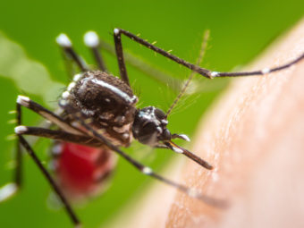MoH: Seven Cases of Dengue Fever were Registered in Muscat