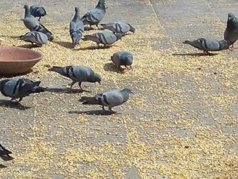 Muscat Municipality Discourages Feeding Birds in Public Places