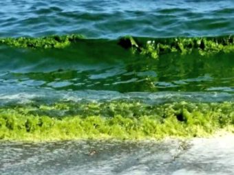 Nama Urges People to Rationalize Water Consumption Due to the Green Tide Phenomenon