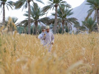 Oman Flour Mills Launches First 100% Omani Wheat Flour